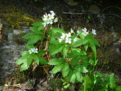 Cardamine waldsteinii