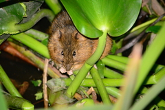 Holochilus brasiliensis