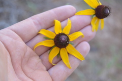 Rudbeckia hirta