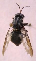 Cyphomyia albitarsis