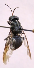 Cyphomyia albitarsis