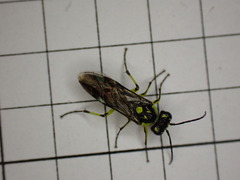Rhogogaster picta