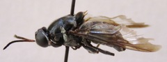 Cyphomyia albitarsis