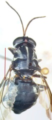 Cyphomyia albitarsis