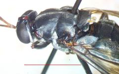 Cyphomyia albitarsis