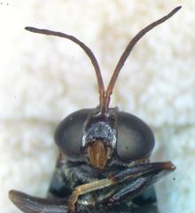 Cyphomyia albitarsis