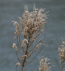 Solidago lepida salebrosa