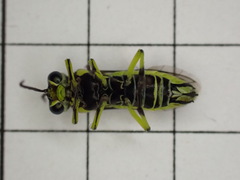 Rhogogaster picta