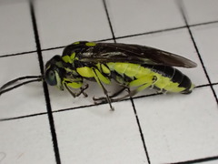 Rhogogaster picta
