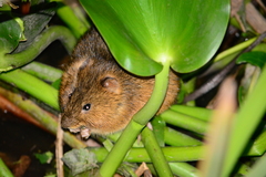 Holochilus brasiliensis