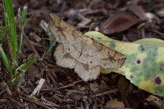 Euchlaena deplanaria