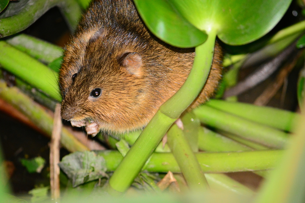 web-footed marsh rat (Holochilus brasiliensis)