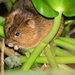 Web-footed Marsh Rat - Photo (c) João Gava Just, some rights reserved (CC BY-NC), uploaded by João Gava Just