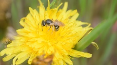 Anthophila