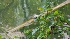 Trachemys scripta