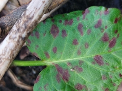 Puccinia phragmitis
