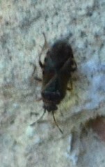 Arocatus melanocephalus