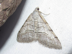 Digrammia pallorata