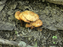 Collybiopsis subnuda