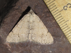 Digrammia triviata