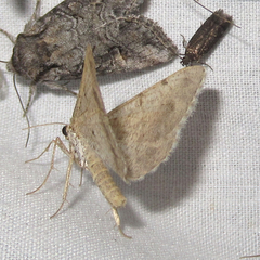Digrammia triviata