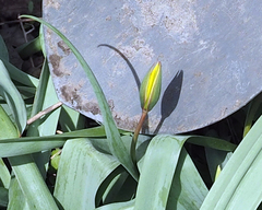 Tulipa sylvestris