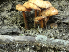 Collybiopsis subnuda