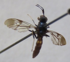 Hermetia albitarsis