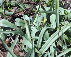 Tulipa sylvestris