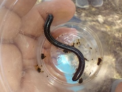 Archispirostreptus syriacus