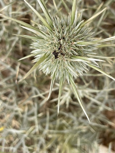 Echinops spinosissimus spinosus