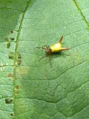 Micrathena guerini