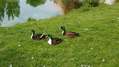 Anas platyrhynchos