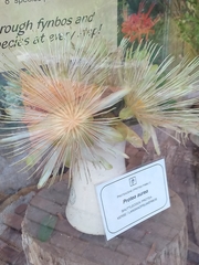 Protea aurea potbergensis