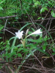 Crinum bulbispermum