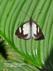 Leptophobia penthica