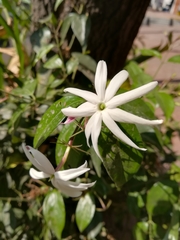 Jasminum nitidum