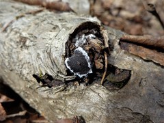 Biscogniauxia repanda