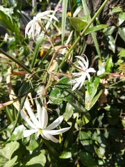 Jasminum nitidum