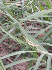 Allotruxalis gracilis