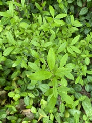 Ligustrum