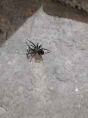 Dugesiella anitahoffmannae