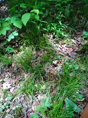 Carex lucorum austrolucorum