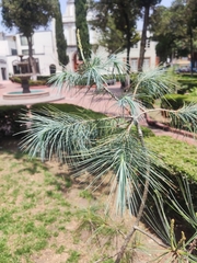 Pinus