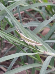 Allotruxalis gracilis