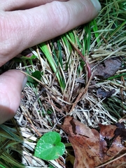 Carex lucorum austrolucorum