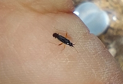 Orthonotus syriacus