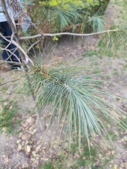 Pinus
