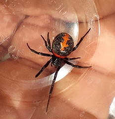 Steatoda paykulliana