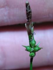 Carex lucorum austrolucorum